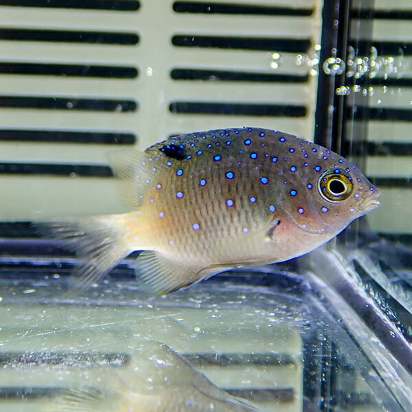 ルリホシスズメダイ 3-4cm± !海水魚 スズメダイ 餌付け済み 15時までのご注文で当日発送(t117