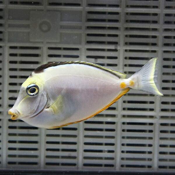 ミヤコテングハギ 8-10cm± 海水魚 ハギ 15時までのご注文で当日発送【ハギ】(t119