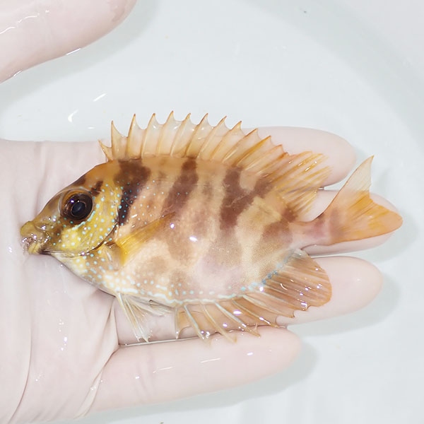 【現物2】サンゴアイゴ  10cm±! 海水魚 ハギ !15時までのご注文で当日発送【ハギ】(t119(t207