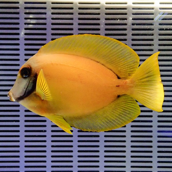 クログチニザ 10-12cm±!  海水魚 ハギ 15時までのご注文で当日発送(t119(t207