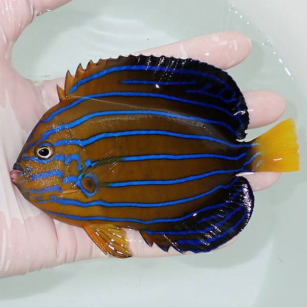 【現物15】sale 冷凍餌OK キンチャクダイ 13cm±!海水魚 ヤッコ  15時までのご注文で当日発送(t111(t207