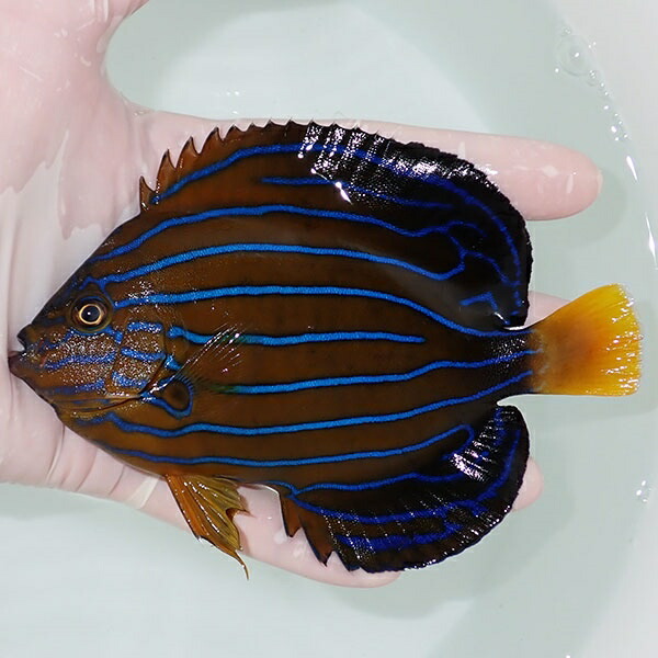 【現物16】キンチャクダイ 13.5cm±!海水魚 ヤッコ  15時までのご注文で当日発送(t111(t207