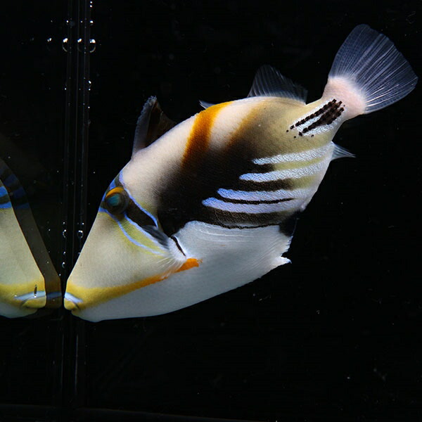 ムラサメモンガラ 8-10cm± ! 海水魚 ハギ  15時までのご注文で当日発送【モンガラ】(t119