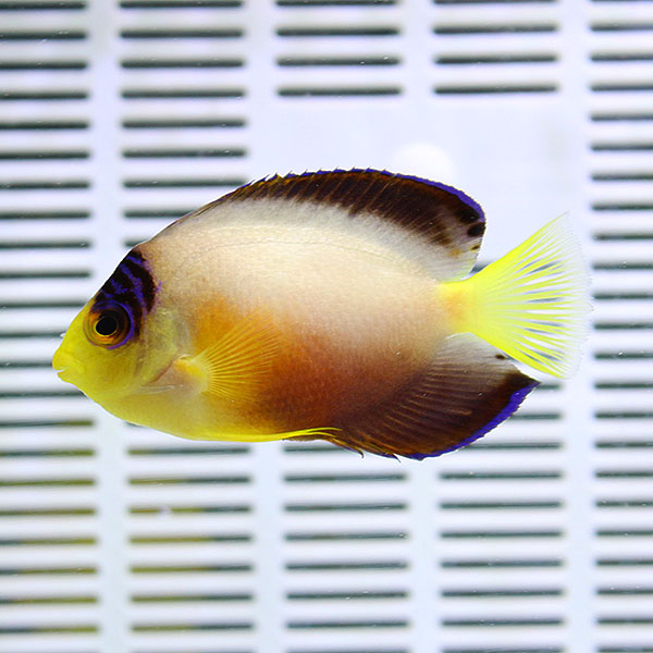 特価 マルチカラーエンゼル 6-8cm±! 海水魚 ヤッコ 15時までのご注文で当日発送(t111