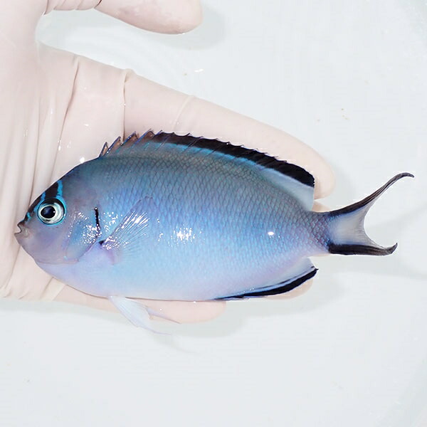【現物】 ヒレナガヤッコ ♀ 12cm± ! 海水魚 ヤッコ 15時までのご注文で当日発送(t111(t207