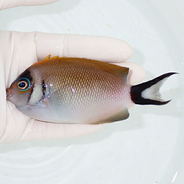 【現物】トサヤッコ メス  11.5cm± ! 海水魚 ヤッコ 15時までのご注文で当日発送(t111(t207