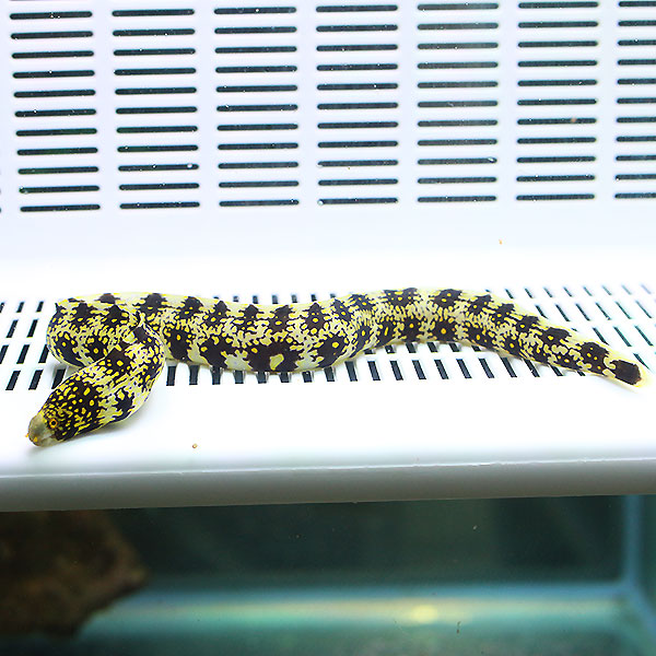 クモウツボ 15-20cm± !海水魚 ウツボ 【PHセール対象】【ウツボ】