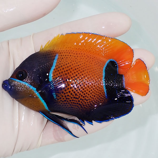 【現物6】イナズマヤッコ 10cm± ! 海水魚 ヤッコ 15時までのご注文で当日発送(t111(t207