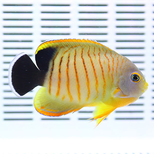エイブリーエンゼル 6-8cm± ! 海水魚 ヤッコ15時までのご注文で当日発送(t111