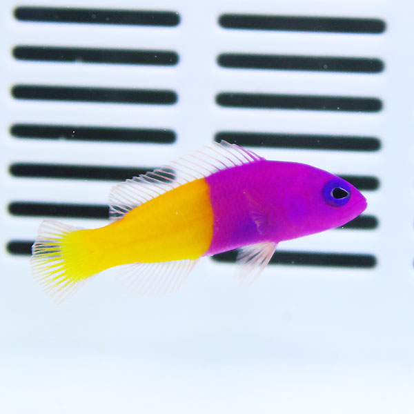 バイカラードティーバック 3-5cm± ! 海水魚 メギス15時までのご注文で当日発送(t120