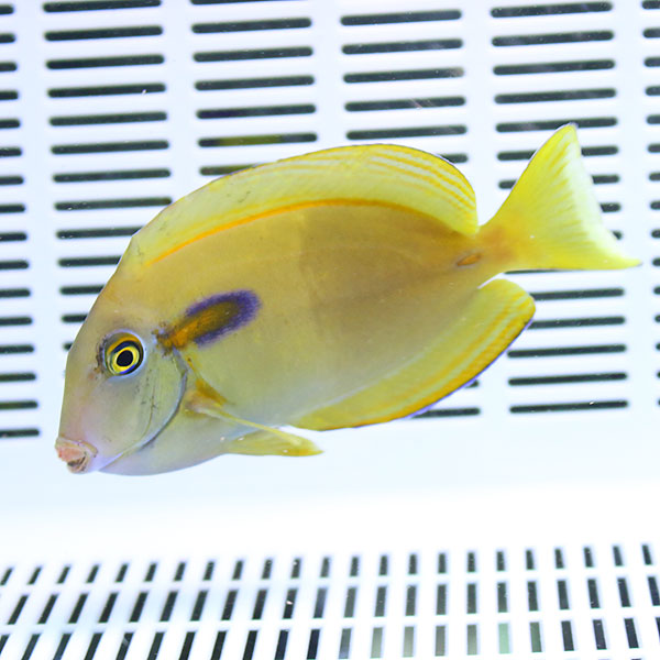 モンツキハギ 8-10cm±!   海水魚 ハギ 餌付け15時までのご注文で当日発送【PHセール対象】(t119