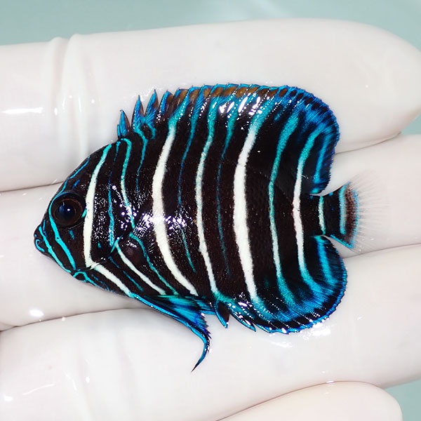 【現物12】アデヤッコ幼魚 4.5cm± !海水魚 ヤッコ 15時までのご注文で当日発送(t111(t207