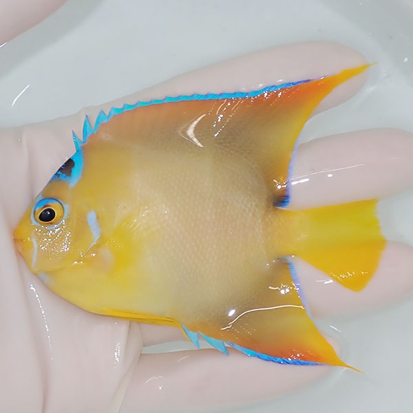 【現物1】粒エサOK タウンゼントエンゼル 9.5cm± !海水魚 ヤッコ 15時までのご注文で当日発送(t111(t207