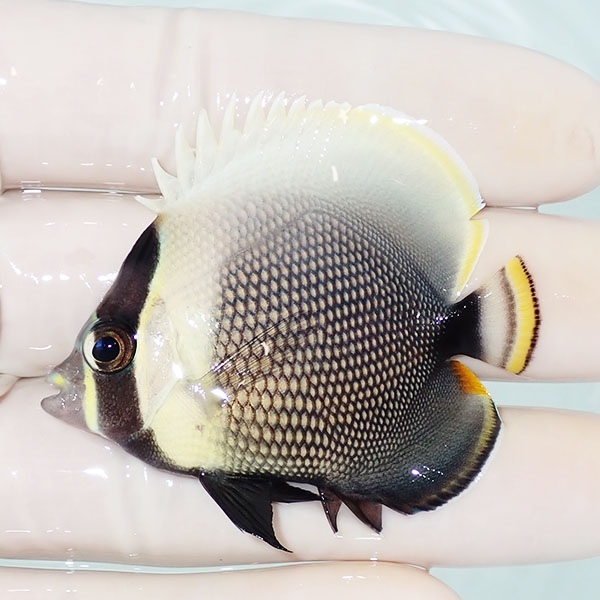 【現物】ハクテンカタギ 5cm± !海水魚 生体 15時までのご注文で当日発送(t114(t207