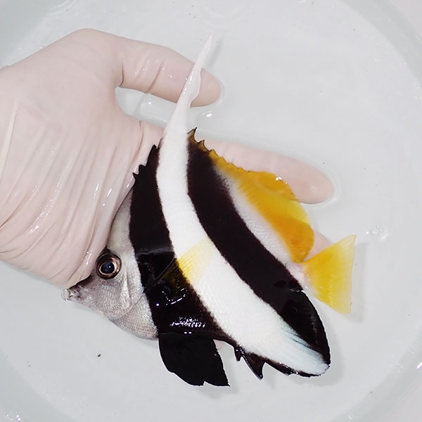 【現物】ハタタテダイbig 13cm±!海水魚 生体 15時までのご注文で当日発送(t114(t207