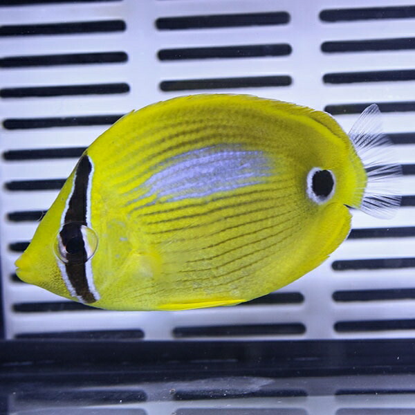 スミツキトノサマダイ 4-6cm!海水魚 生体 15時までのご注文で当日発送(t114