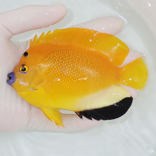 【現物3】シテンヤッコ 13cm±!海水魚 ヤッコ 15時までのご注文で当日発送 (t111(t207