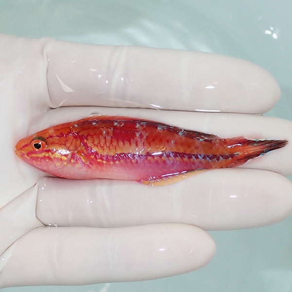 【現物1】ピンテールフェアリーラス 7.5cm±! 海水魚 ベラ !15時までのご注文で当日発送(t122(t207
