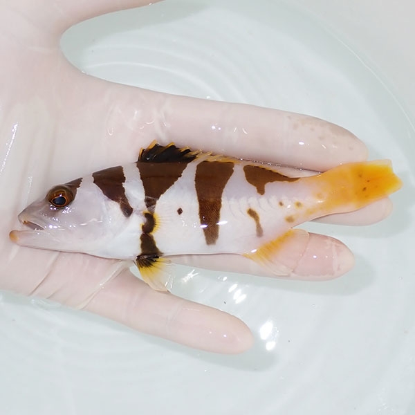 【現物1】コクハンアラ  14cm± !海水魚 生体 15時までのご注文で当日発送(t120(t207