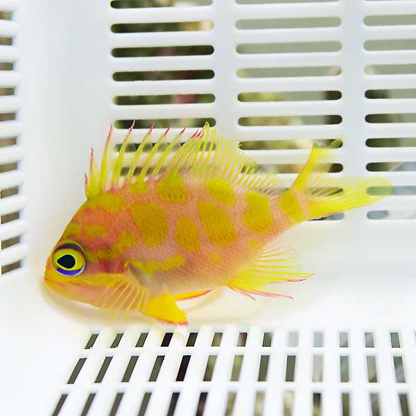 マダラハナダイ 6-8cm± ! 海水魚 ハナダイ 【15時までのご注文で当日発送】(t118