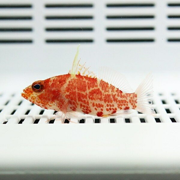 レッドブロッチドパーチレット 3cmぐらい! 海水魚 ハナダイ 【15時までのご注文で当日発送】(t118