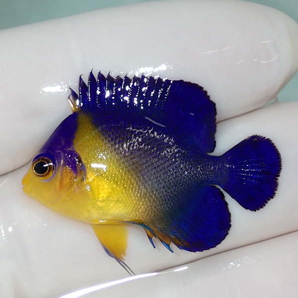 【現物52】sale スミレヤッコ 3.3cm±! 海水魚 ヤッコ 15時までのご注文で当日発送(t111