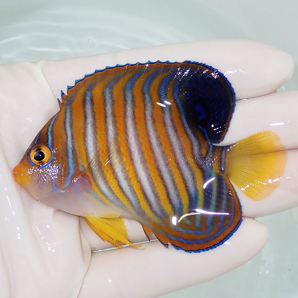 【現物21】ニシキヤッコ 7.5cm±! 海水魚 ヤッコ 15時までのご注文で当日発送(t111