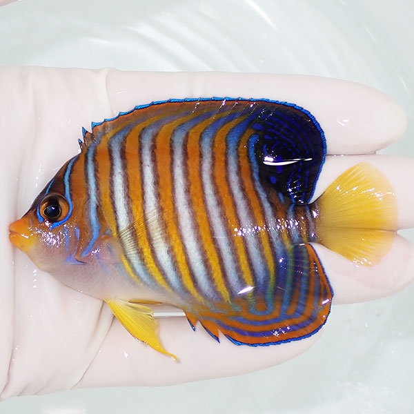 【現物22】ニシキヤッコ 9cm±! 海水魚 ヤッコ 15時までのご注文で当日発送(t111