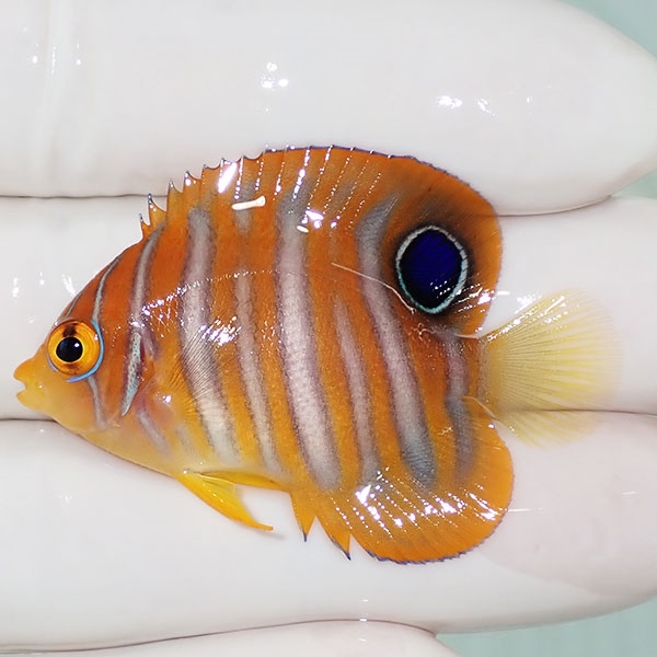 【現物24】ニシキヤッコ 4.5cm±! 海水魚 ヤッコ 15時までのご注文で当日発送(t111