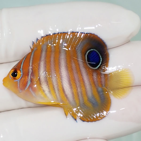 【現物25】ニシキヤッコ 4.5cm±! 海水魚 ヤッコ 15時までのご注文で当日発送(t111