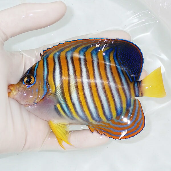 【現物26】ニシキヤッコ 12.5cm±! 海水魚 ヤッコ 15時までのご注文で当日発送(t111