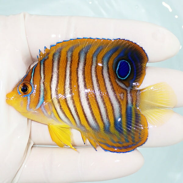 【現物27】冷凍コペポーダOK ニシキヤッコ 7.3cm±! 海水魚 ヤッコ 15時までのご注文で当日発送(t111