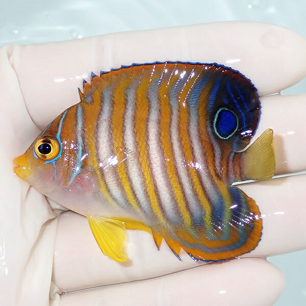 【現物28】冷凍コペポーダOK ニシキヤッコ 6.5cm±! 海水魚 ヤッコ 15時までのご注文で当日発送(t111