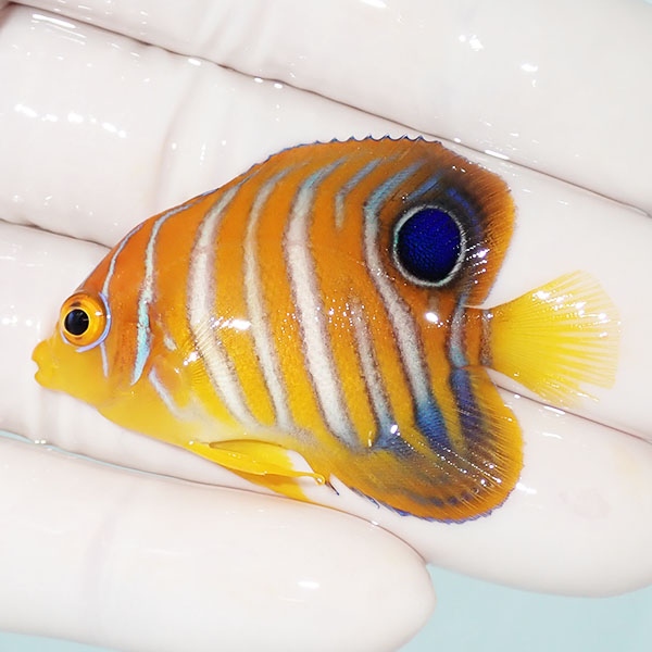 【現物19】モルディブ産 インドニシキヤッコ 4.7cm±! 海水魚 ヤッコ 15時までのご注文で当日発送(t111