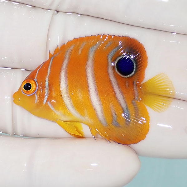 【現物18】モルディブ産 インドニシキヤッコ 4.2cm±! 海水魚 ヤッコ 15時までのご注文で当日発送(t111
