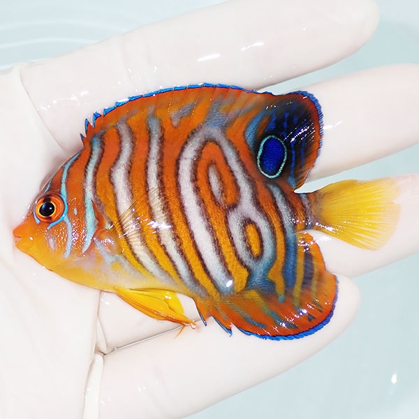 【現物】粒エサOK イレギュラーバンド ニシキヤッコ 8.5cm±! 海水魚 ヤッコ 15時までのご注文で当日発送(t111