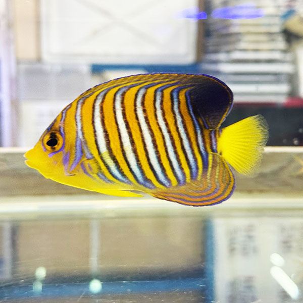 【現物1】左胸鰭小さめ 粒エサOK インドニシキヤッコ 9.5cm±! 海水魚 ヤッコ 15時までのご注文で当日発送(t111
