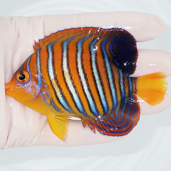【現物2】モルディブ産インドニシキヤッコ 9.5cm±! 海水魚 ヤッコ 15時までのご注文で当日発送(t111