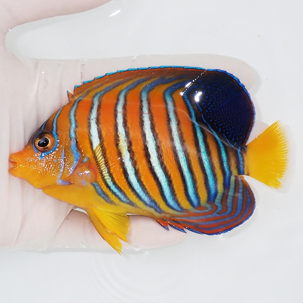 【現物3】粒エサOK モルディブ産インドニシキヤッコ 12cm±! 海水魚 ヤッコ 15時までのご注文で当日発送(t111