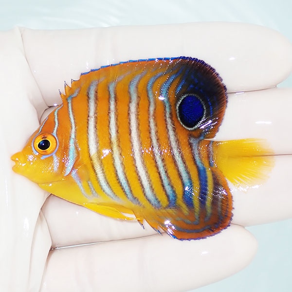 【現物4】粒エサOK モルディブ産インドニシキヤッコ 6.5cm±! 海水魚 ヤッコ 15時までのご注文で当日発送(t111
