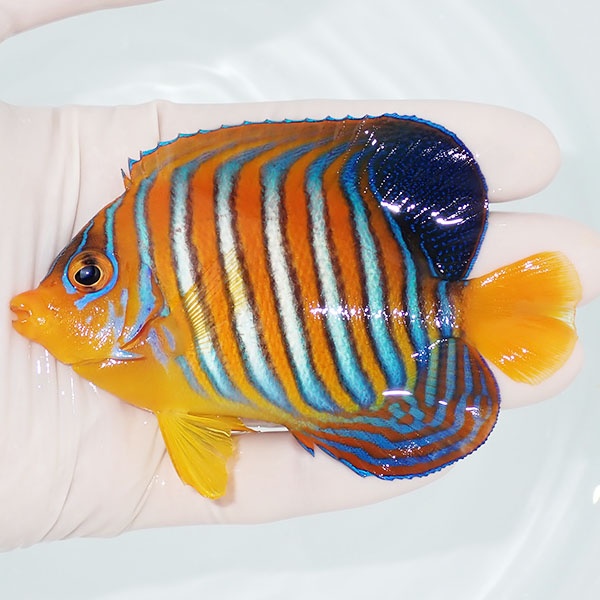 【現物5】モルディブ産インドニシキヤッコ 10cm±! 海水魚 ヤッコ 15時までのご注文で当日発送(t111