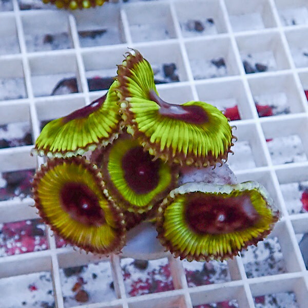 【サンゴ現物6】サンゾアンシッド フラグ !15時までのご注文で当日発送 【サンゴ】(t209