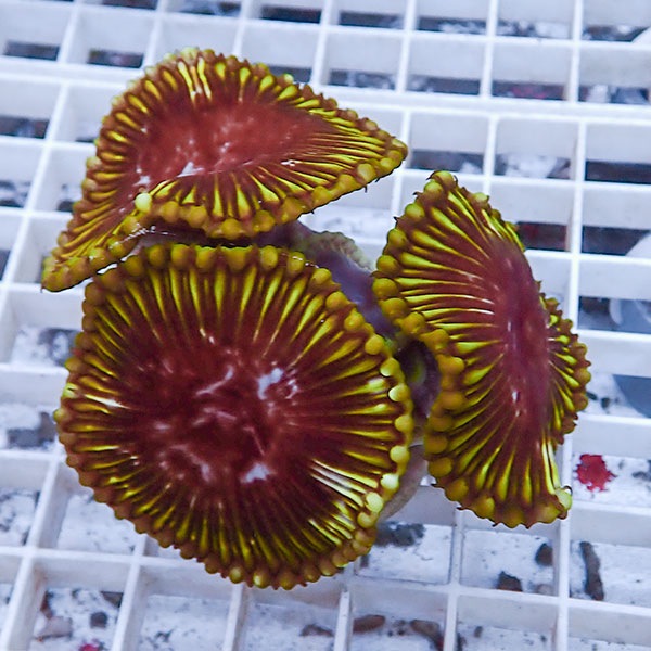 【サンゴ現物7】サンゾアンシッド フラグ !15時までのご注文で当日発送 【サンゴ】(t209