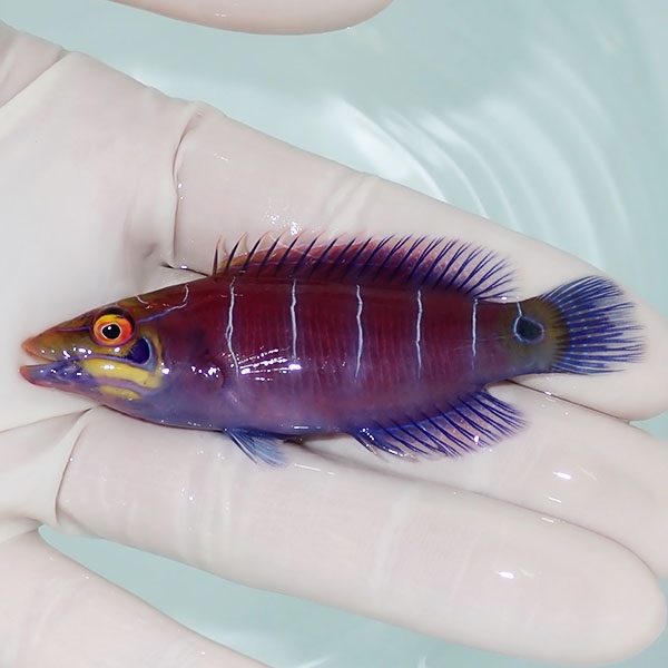 【現物1】オセレイトラスbig 8cm±!までのご注文で当日発送(t122(t207