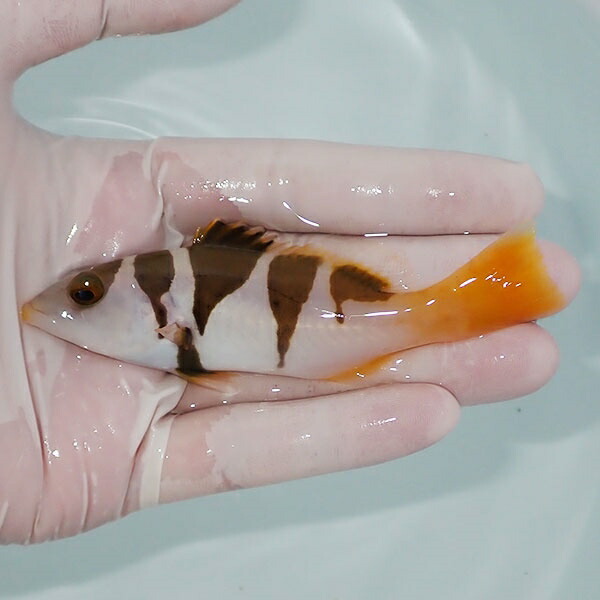 【現物2】コクハンアラ  10.5cm± !海水魚 生体 餌付け済 15時までのご注文で当日発送(t120(t207