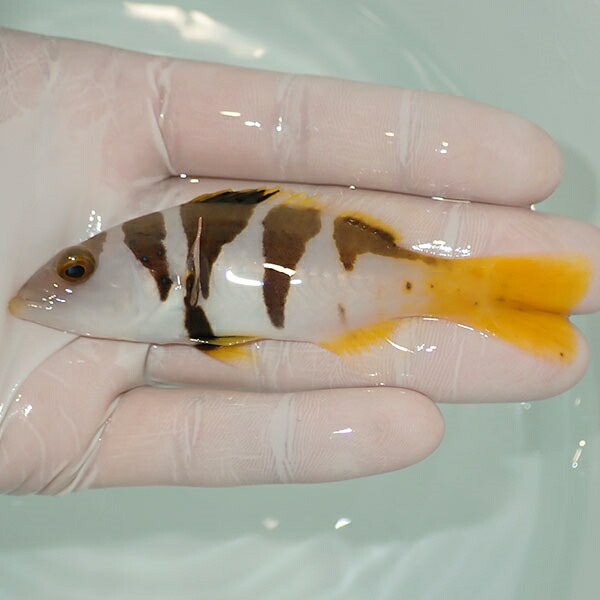 【現物3】コクハンアラ  10cm± !海水魚 生体 餌付け済 15時までのご注文で当日発送(t120(t207