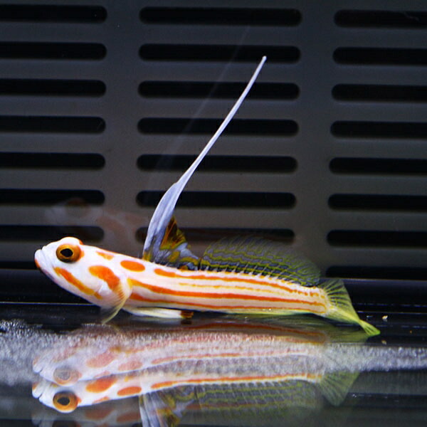 ヤシャハゼ  3-4cm± 雌雄判別不可! 海水魚 ハゼ 15時までのご注文で当日発送(t121