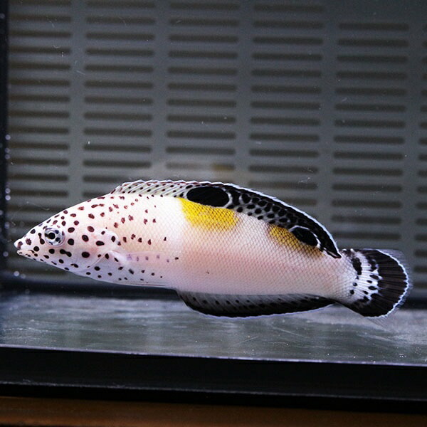 カンムリベラ 5-7cm±! 海水魚 ベラ 餌付け15時までのご注文で当日発送(t122