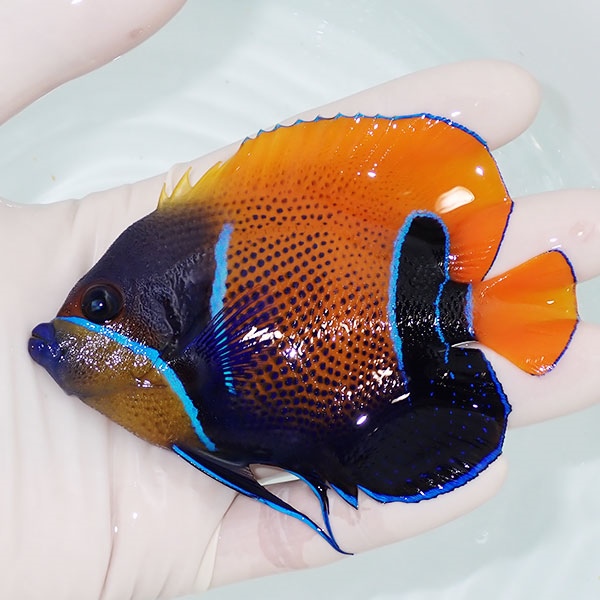【現物7】粒エサOK イナズマヤッコ 10cm± ! 海水魚 ヤッコ 15時までのご注文で当日発送(t111(t207