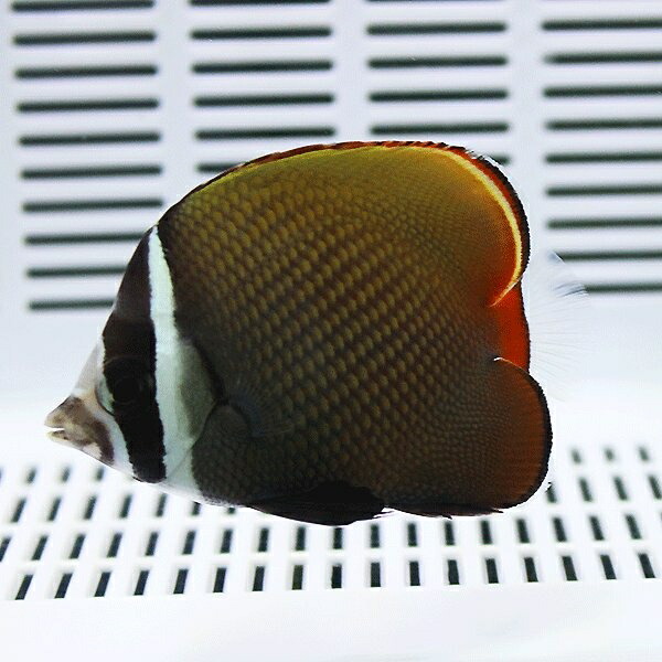 コラリスバタフライ 4-6cm±! 海水魚 チョウチョウウオ 15時までのご注文で当日発送(t114